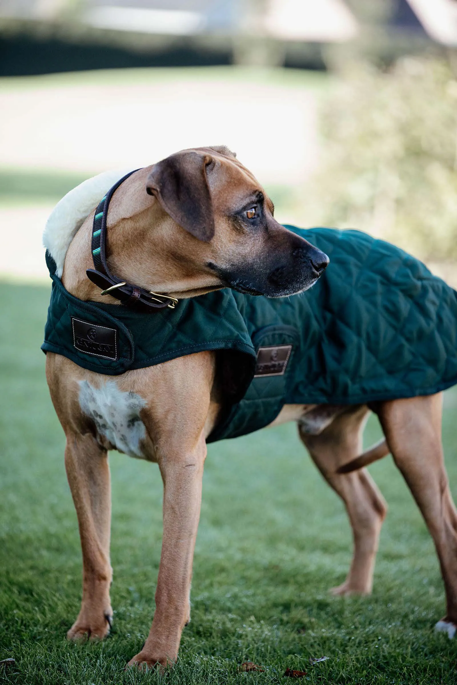 Cappotto per cani Kentucky Dogwear impermeabile